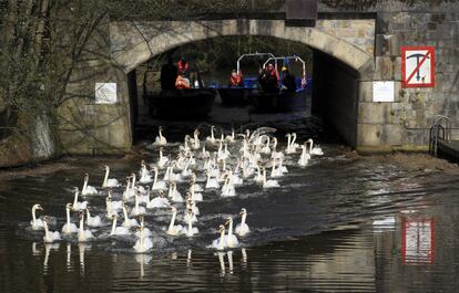 Los operarios guian a los cisnes para volver al lago Alster en el centro de Hamburgo (Alemania) tras el fin del invierno.