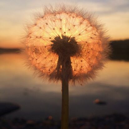 Atardecer a través de un diente de león.