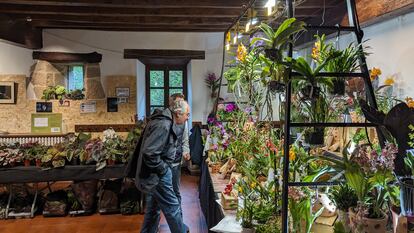 Begonias y orquídeas en dos de los puestos dentro del caserío de la Feria de Plantas de Colección de Iturraran (Gipuzkoa).