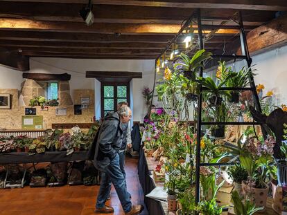 Begonias y orquídeas en dos de los puestos dentro del caserío de la Feria de Plantas de Colección de Iturraran (Gipuzkoa).