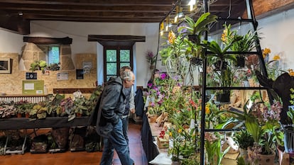 Begonias y orquídeas en dos de los puestos dentro del caserío de la Feria de Plantas de Colección de Iturraran (Gipuzkoa).