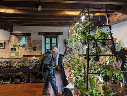 Begonias y orquídeas en dos de los puestos dentro del caserío de la Feria de Plantas de Colección de Iturraran (Gipuzkoa).