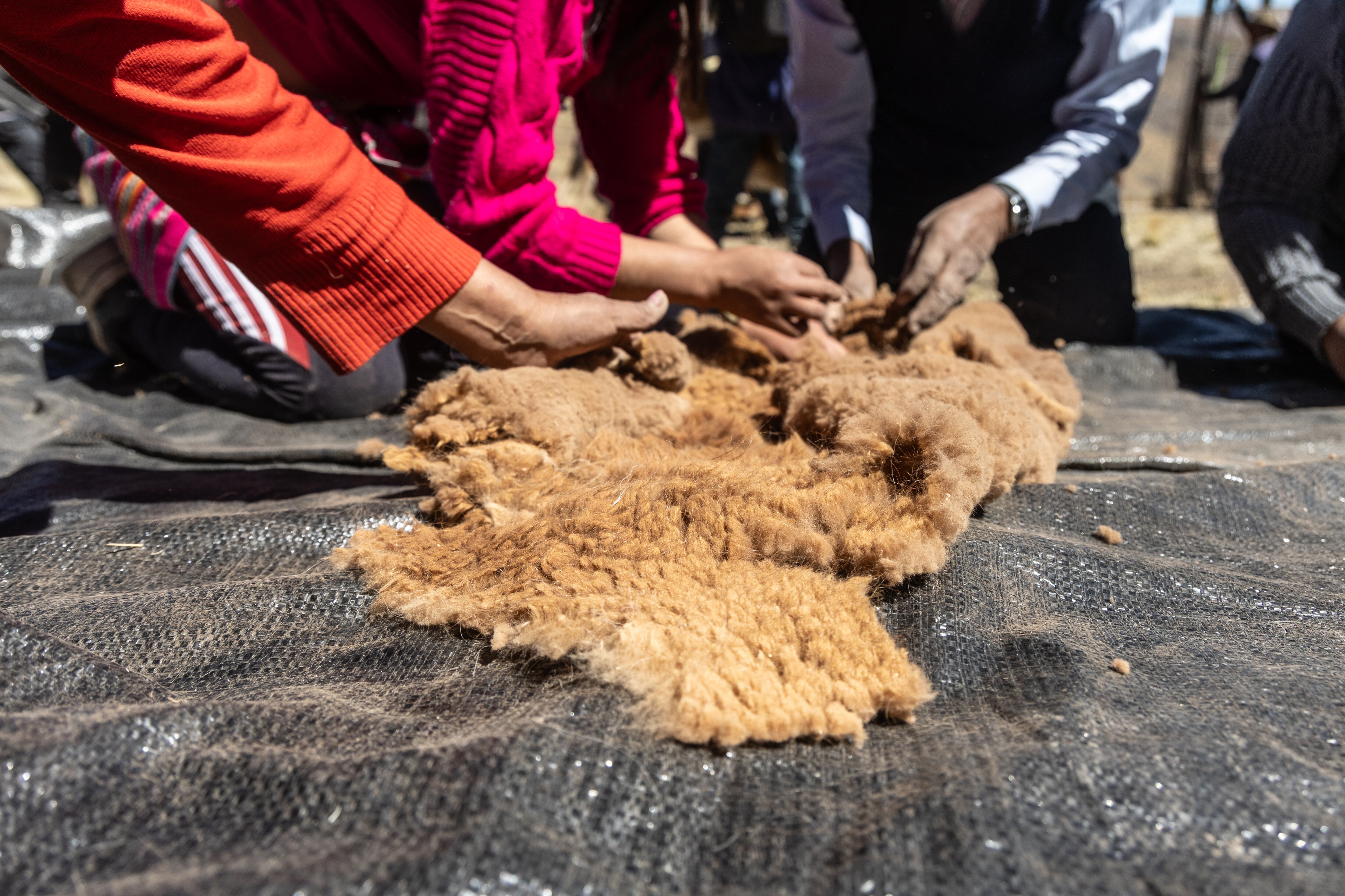 Limpieza y pesado de el pelo de vicuña luego de la esquila