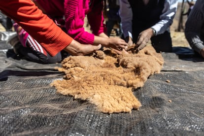 Limpieza y pesado de el pelo de vicuña luego de la esquila