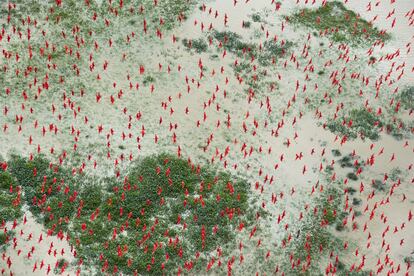 Desbandada de ejemplares de cocorocos rojos, también conocidos como ibis escarlatas.