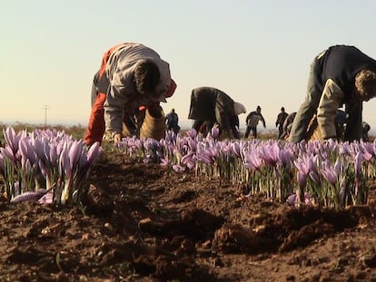 Por un kilo de azafrán se paga al agricultor español unos 3.000 euros, mientras que el producto iraní se puede importar por un precio de entre 1.500 y 2.000 euros.