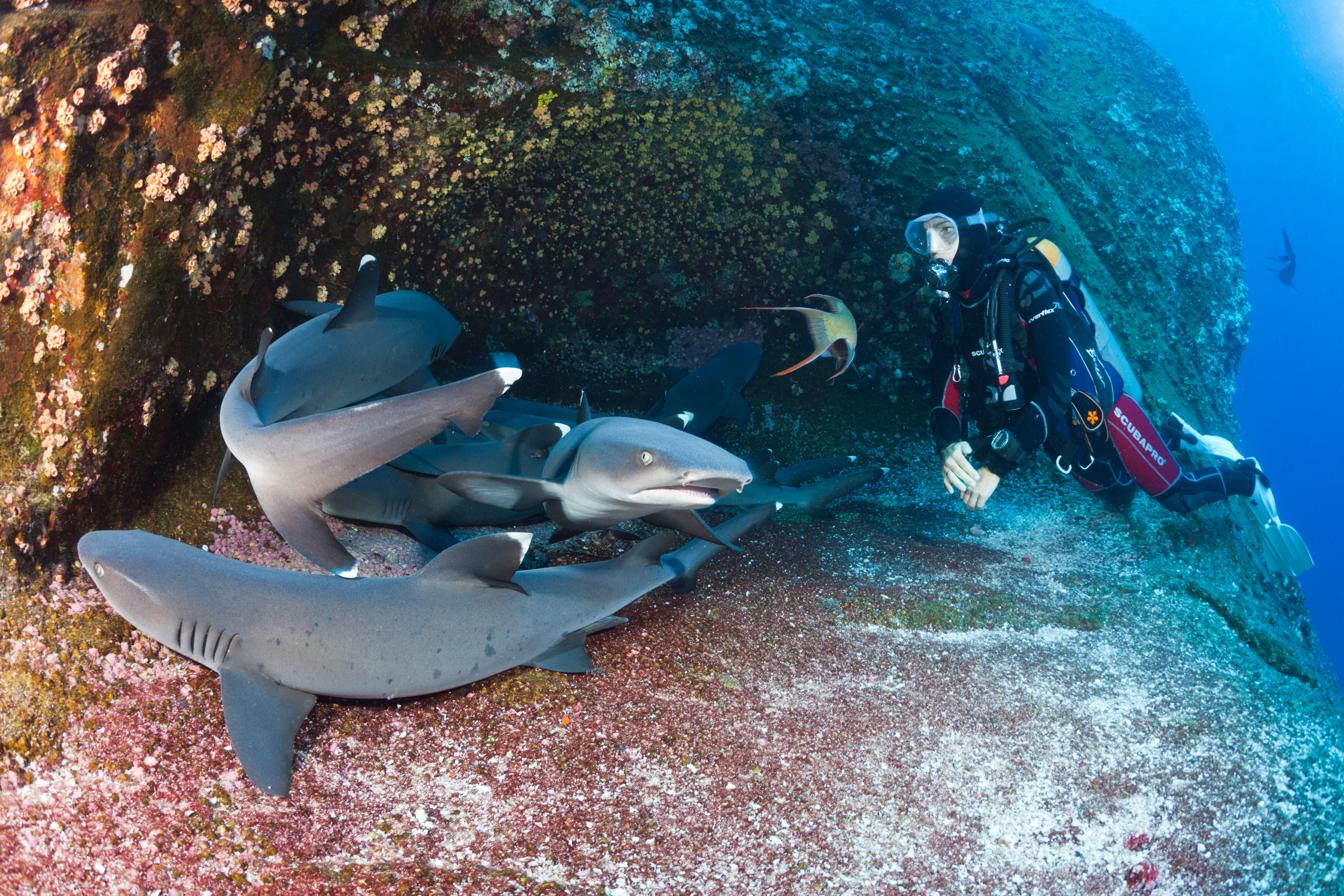 Un buzo nada con tiburones en el archipiélago de Revillagigedo. 