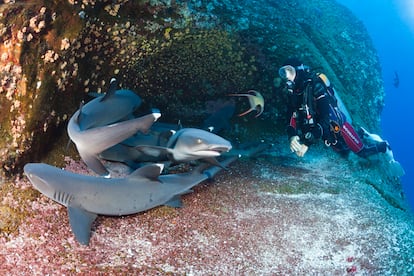 Archipiélago de Revillagigedo