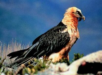 Un ejemplar de quebrantahuesos, una de las especies amenazadas de la fauna ibérica.