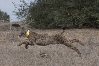 Liberación al medio natural de un ejemplar de lince ibérico, encaminada a reforzar las población de este felino en la zona de Doñana-Aljarafe.