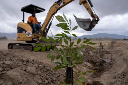 Una excavadora prepara el terreno donde se plantarán 300 árboles, en el campo deportivo El Porvenir en Valle de Guadalupe, el 22 de octubre de 2022.