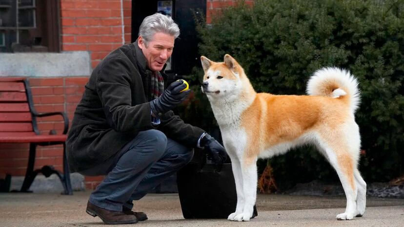 Hachiko, the Japanese dog who died waiting 10 years for his owner ...