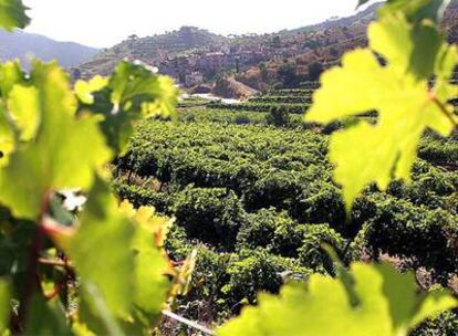 Unos viñedos en el Priorat, denominación de origen que, como otras, afronta la crisis con productos de calidad.