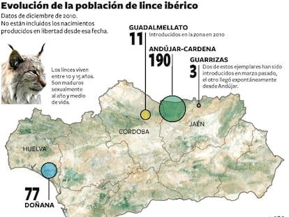 El lince, a diálisis