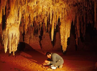 El paleontólogo Gavin Prideaux, del Museo de Australia Occidental en Perth, trabaja en la cueva donde han descubierto fósiles de 69 especies, algunas desconocidas. Las especies halladas por los científicos oscilan desde bettongs, roedores de pequeño tamaño, hasta especímenes de tres metros.