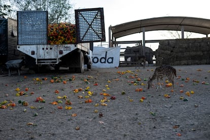 A deer feeds on some peppers at the Ostok Sanctuary.