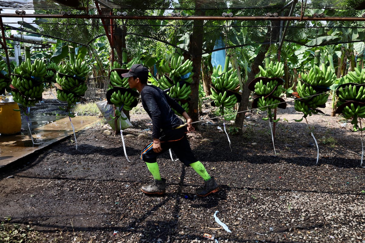 Indigenous Guatemalans denounce exploitation on Mexican farms: ‘Bananas are worth more than us’