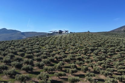 Un dron del Seprona sobrevuela un olivar de Jaén para prevenir los robos de aceituna.