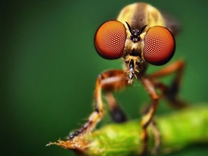 Vista frontal de los ojos compuestos de una mosca asesina (Holcocephala fusca).