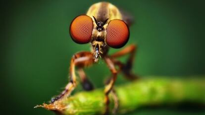 Vista frontal de los ojos compuestos de una mosca asesina (Holcocephala fusca).