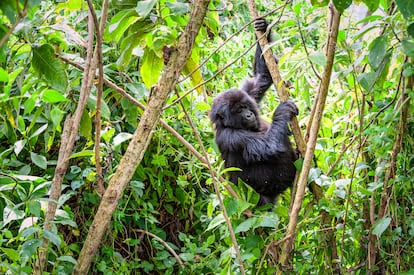 Un gorila en el Parque Nacional de los Volcanes, en Ruanda.