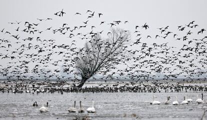 Una bandada de aves acuáticas echan a volar en las marismas en la desembocadura del río Warta, este jueves, en Slonsk, Polonia. 