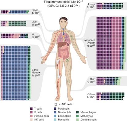 Distribution of immune cells in the human body. Estimates of immune cell populations by cell type and tissue grouped by primary tissues and systems. GI stands for gastrointestinal tract.