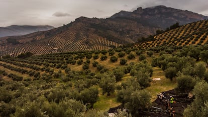 Imagen de la Sociedad Cooperativa San Vicente de Mogón, en Jaén, donde elaboran el aceite de oliva virgen extra  Puerta de las Villas. 
