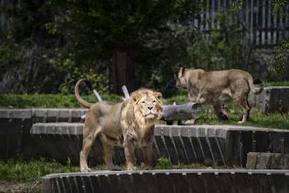 Leones en el zoo de Madrid, en una imagen tomada durante el estado de alarma.