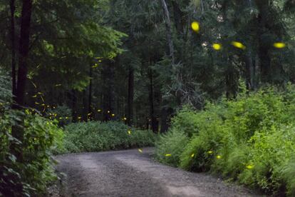 El bosque de Piedra Canteada, donde se puede observar este fenómeno, pertenece a una cooperativa de familias locales.