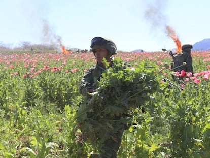 Elementos del Ejército mexicano durante la quema del plantío de Mocorito