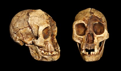 Craneo de 'Homo floresiensis'.
