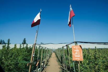 El clima de la zona central de Chile permite el cultivo de cannabis en condiciones idóneas, igual que para la industria del vino. Entre la región de Coquimbo y el Biobío las características meteorológicas son inmejorables entre los 600 y los 1.200 metros de altura. En esta zona no se necesitan luces artificiales, lo que da al país un espacio privilegiado para el desarrollo del cultivo aprovechando la propia naturaleza, por lo que la producción es más barata y ecológica.