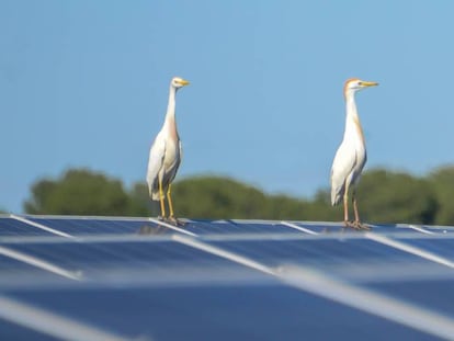 El camino de las renovables no siempre es de color de rosa