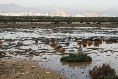 Arriba, el humedal de Agua Amarga; abajo, el Marjal del Moro, en Sagunto.