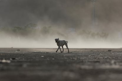 Un perro camina por el lecho seco de la presa de La Boca, cerca de Monterrey.