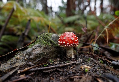 Un ejemplar de 'Amanita Muscaria' en un bosque de la localidad de Palas de Rei, en la provincia de Lugo. 