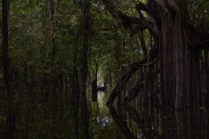 Floresta inundada perto da comunidade de San Francisco. Na estação das chuvas, que coincide com o inverno amazônico, os rios sobem de nível criando florestas alagadas, onde os botos-cor-de-rosa caçam suas presas. Desde tempos remotos, este mamífero aquático ocupa um lugar sagrado nas cosmologias indígenas, assim como a face em muitos recantos da imensa bacia amazônica.