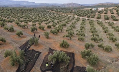 Vista área de un campo de olivos en Jaén.