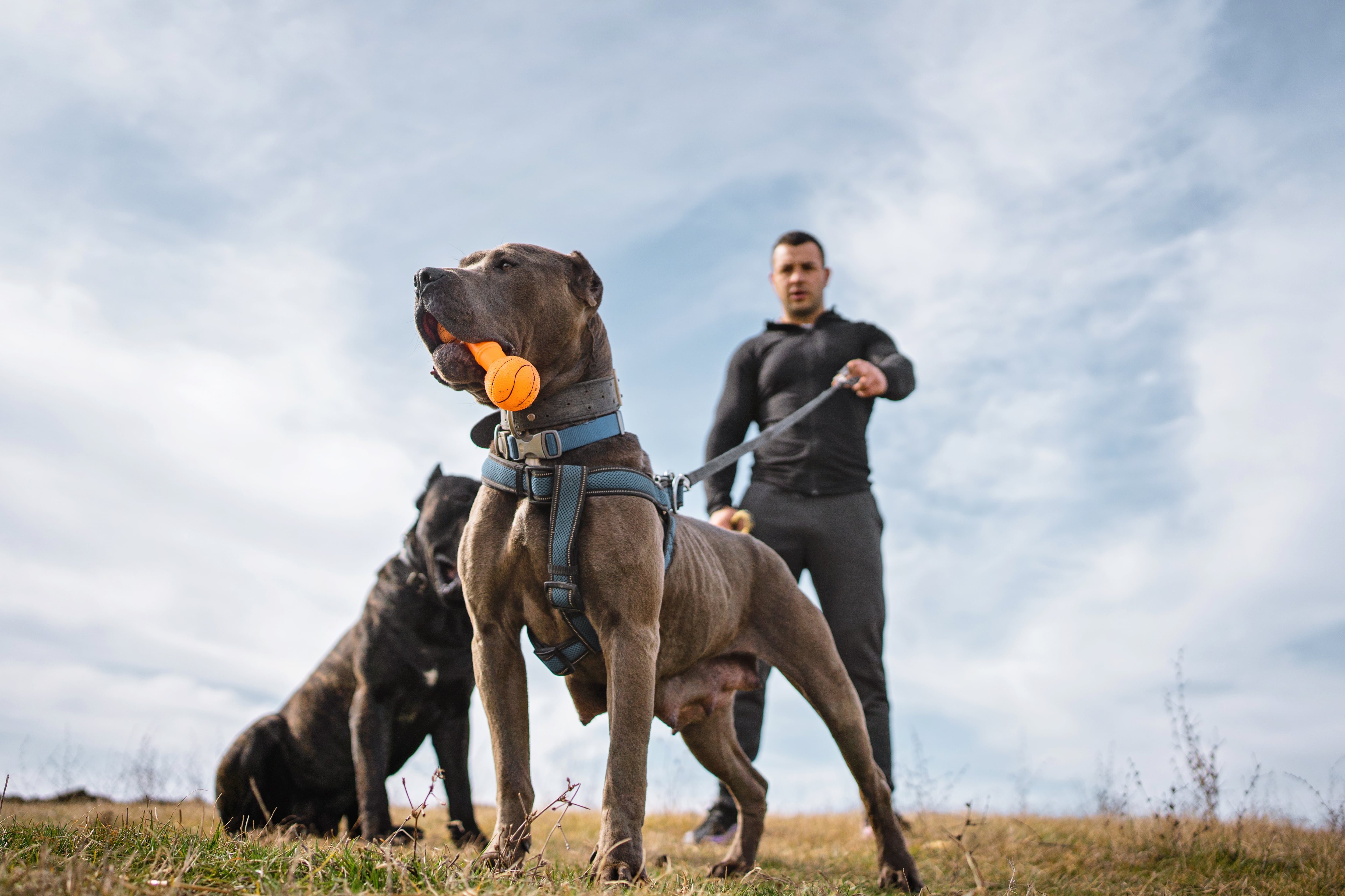 El auge de los perros guardianes: “Les adiestramos en obediencia y socialización, pero trabajamos también con los dueños”
