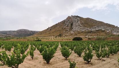 Imagen de la viña del Pinaret, en Alicante.