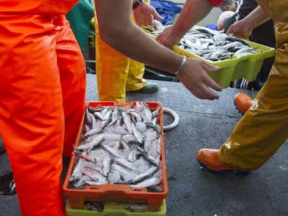 Unos pescadores descargan pescado en la lonja de pescado de Berb&eacute;s, puerto de Vigo (Pontevedra).