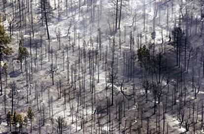 Un bosque de Arizona, cubierto por las cenizas tras un incendio, el pasado junio.