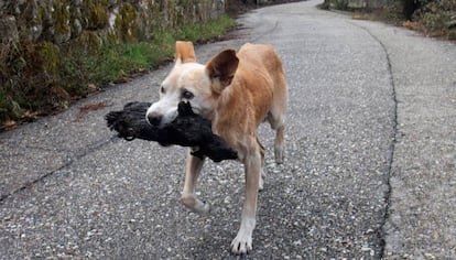 Uma cachorra carrega o corpo carbonizado de sua cria