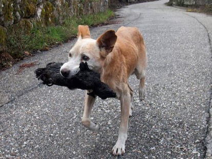 Uma cachorra carrega o corpo carbonizado de sua cria