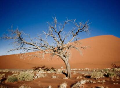 Árbol petrificado en el desierto de Namib, Namibia