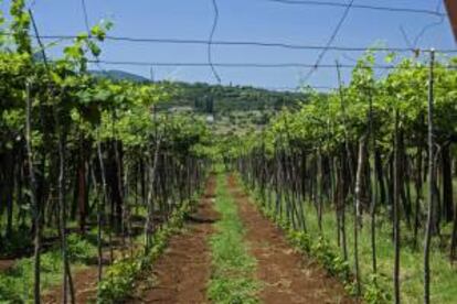 Fotografía facilitada por el productor montenegrino Rade Rajkovic de uno de sus viñedos os viñedos en la aldea de Ubli, a 16 kilómetros de Podgorica, la capital de Montenegro, a 450 metros sobre el nivel del mar.