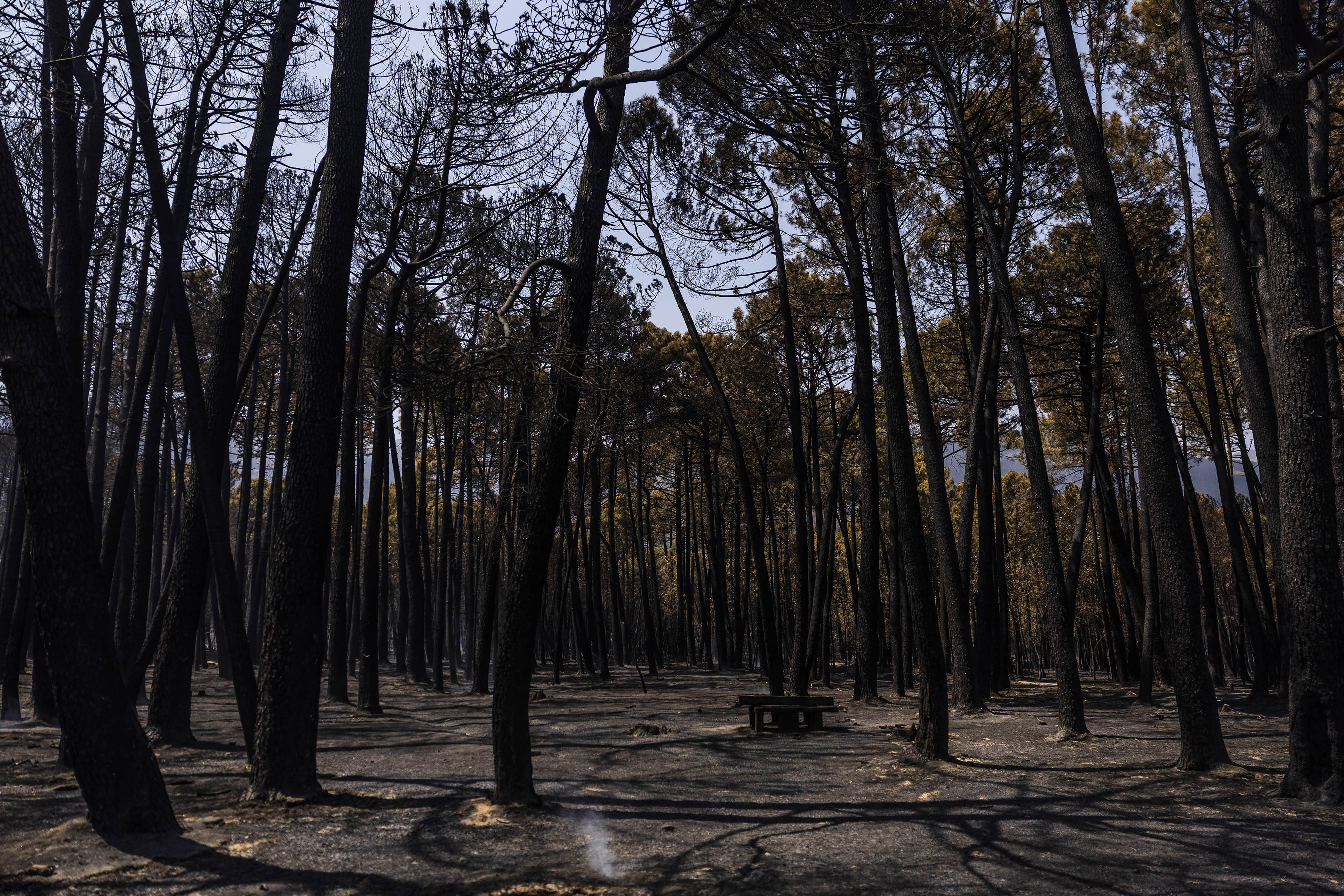 Bosque quemado en la localidad abulense.