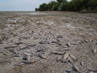 Miles de peces muertos aparecidos en la orilla del Dniéper a la altura de Marianske debido a la bajada del caudal del río tras el derrumbe aguas abajo de la presa de Nova Kajovka.