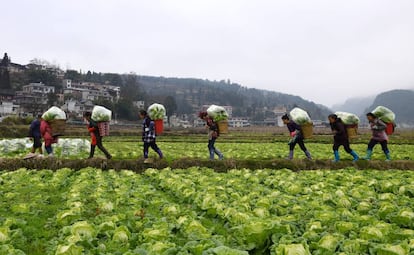 Um grupo de agricultores na província chinesa de Guizhou